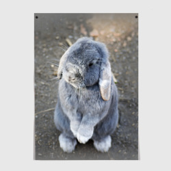 Постер Кролик