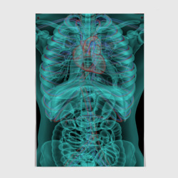 Постер рентген человека