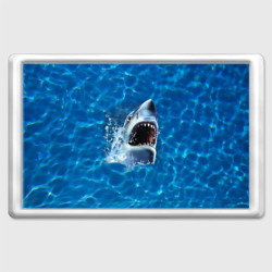 Магнит 45*70 Пасть акулы