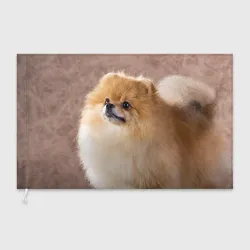 Флаг 3D Шпиц крупным планом