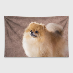 Флаг-баннер Шпиц крупным планом