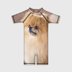 Детский купальный костюм 3D Шпиц крупным планом