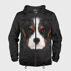 Мужская ветровка 3D Cavalier King Charles