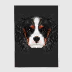 Постер Cavalier King Charles