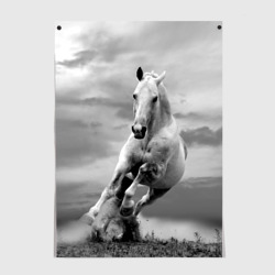 Постер Белая лошадь