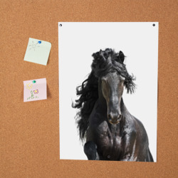 Постер Лошадь - фото 2
