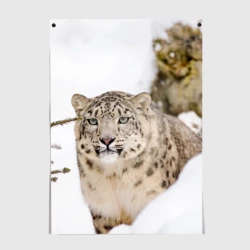 Постер Ирбис