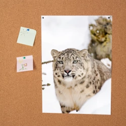 Постер Ирбис - фото 2