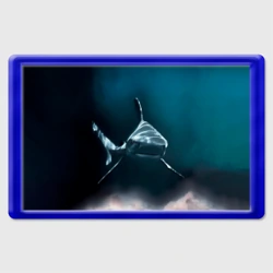 Магнит 45*70 Акула