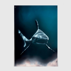 Постер Акула