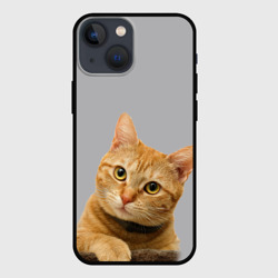Чехол для iPhone 13 mini Рыжий котик