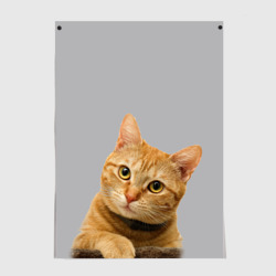 Постер Рыжий котик