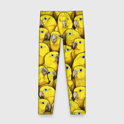 Детские леггинсы 3D Попугаи