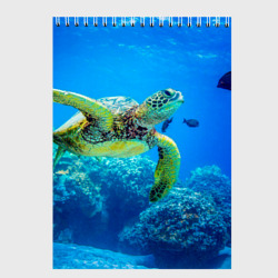 Скетчбук Морская черепаха