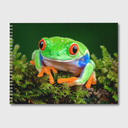 Альбом для рисования Тропическая лягушка