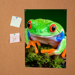 Постер Тропическая лягушка - фото 2