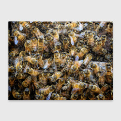 Обложка для студенческого билета Пчёлы