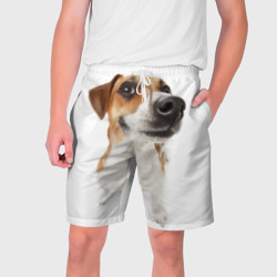 Мужские шорты 3D Собака