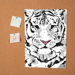 Постер Белый снежный тигр - фото 2