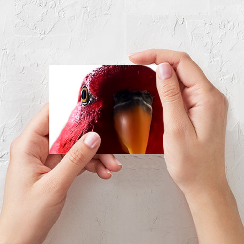 Поздравительная открытка Красный попугай wuewuewuewuewue, цвет белый - фото 3