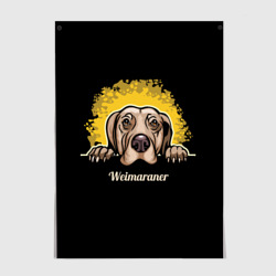 Постер Веймаранер Weimaraner