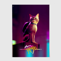 Постер Stray cat 