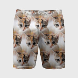 Маленький котенок паттерн – Мужские шорты спортивные с принтом купить