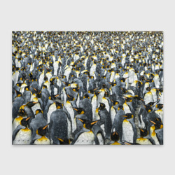 Обложка для студенческого билета Пингвины Penguins