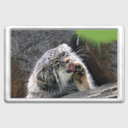 Магнит 45*70 Манул Лапка