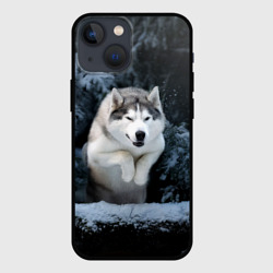 Чехол для iPhone 13 mini Хаски в зимнем лесу, Husky