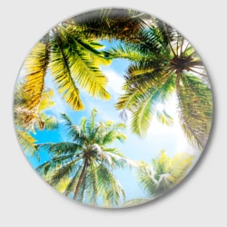 Значок Пальмы под солнцем