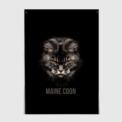 Постер Maine coon - кот