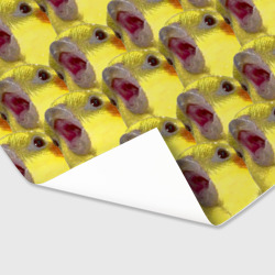 Бумага с принтом Попугай Корелла Орёт Мем для любого человека, вид спереди №3. Цвет основы: белый