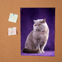 Постер Британская кошка - фото 2