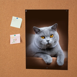 Постер Британский кот - фото 2