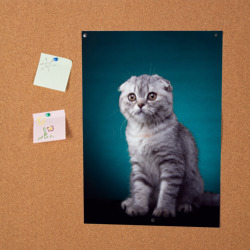 Постер Британская вислоухая кошка - фото 2