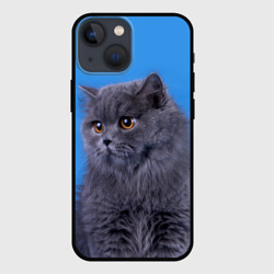 Чехол для iPhone 13 mini Британская длинношерстная кошка
