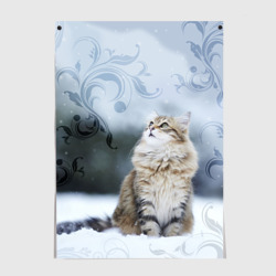 Постер Сибирская кошка смотрит наверх