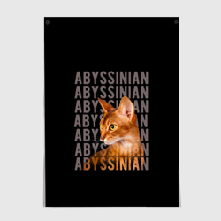 Постер Кот абиссинец