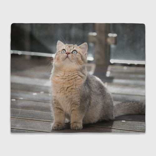 Плед 3D Британская короткошёрстная кошка смотрит вверх, цвет 3D (велсофт)
