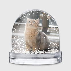 Игрушка Снежный шар Британская короткошёрстная кошка смотрит вверх
