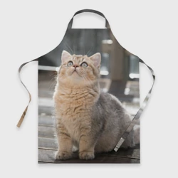 Фартук 3D Британская короткошёрстная кошка смотрит вверх
