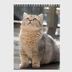 Скетчбук Британская короткошёрстная кошка смотрит вверх