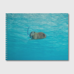 Альбом для рисования Подводный капибару