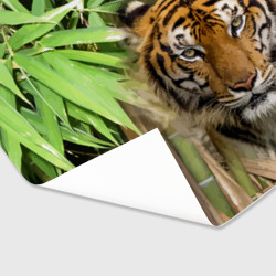 Бумага для упаковки 3D Матёрый тигр в зарослях бамбука - фото 2