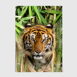 Постер Матёрый тигр в зарослях бамбука