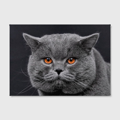 Фото кошки британской