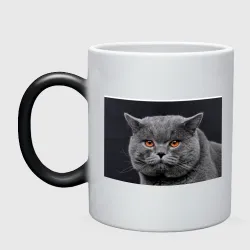 Кружка хамелеон Британский серый кот