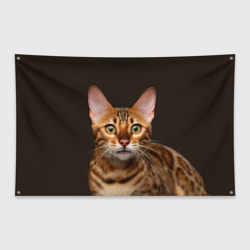 Флаг-баннер Молодая бенгальская кошка
