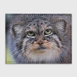 Обложка для студенческого билета Дикий кот манул - глаза